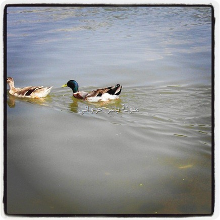 العاصي حماة