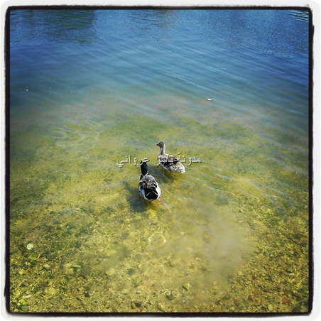 حماه نهر العاصي