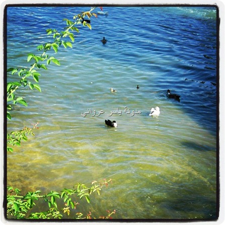 نهر العاصي,