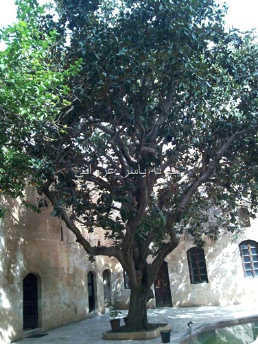 حماة شجرة المانوليا