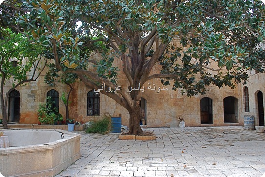 شجرة المانوليا بقصر العظم حماة