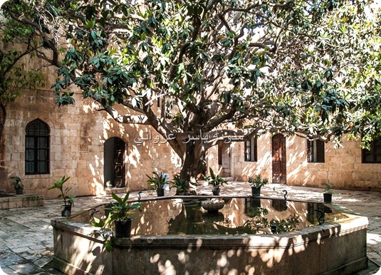 شجرة المانوليا حماة