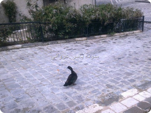 حماة بالقرب من ناعورة الجسرية