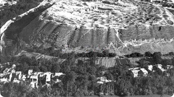 البساتين في حماة