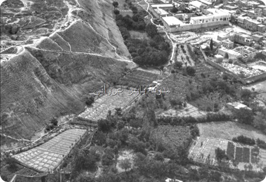 بساتين مدينة حماة قديما